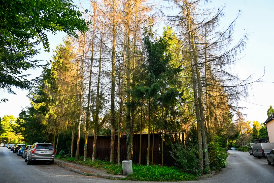 Drzewa przeznaczone pod wycinkę przy ul. Zielnej