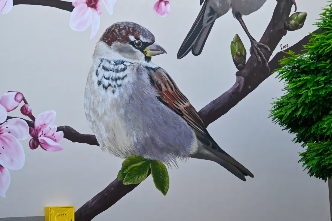 Nowy mural z ptakami przy ul. Kobierzyńskiej