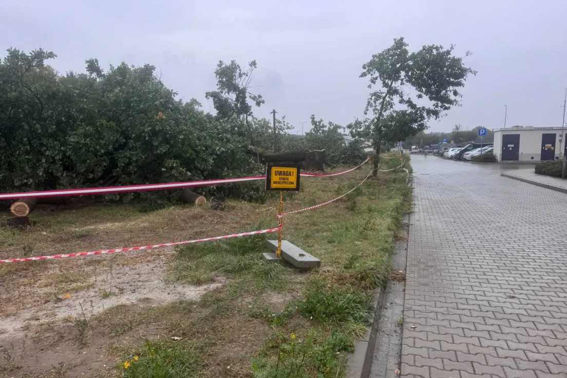 Wycinka drzew przy ul. Glogera