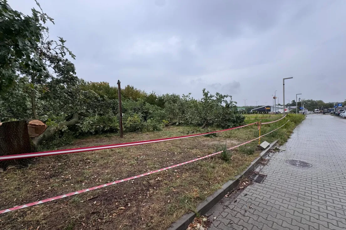 Wycinka drzew przy ul. Glogera
