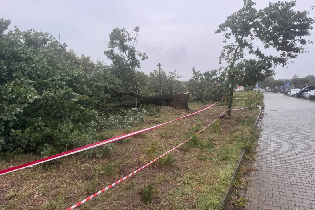 Wycinka drzew przy ul. Glogera