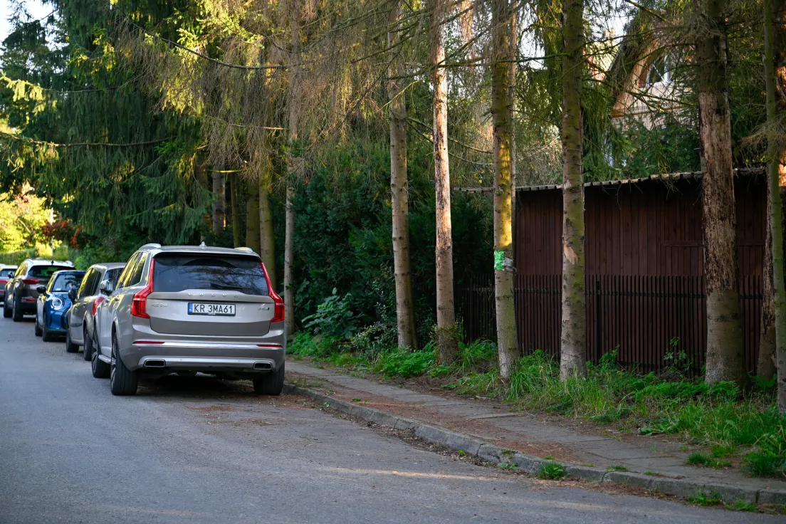 Drzewa przeznaczone pod wycinkę przy ul. Zielnej