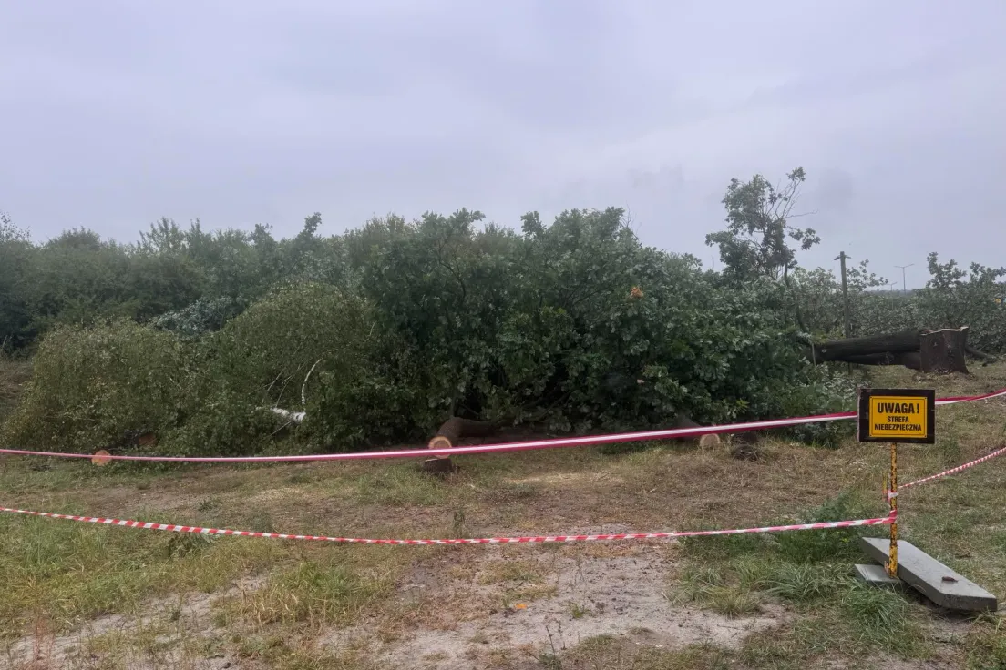 Wycinka drzew przy ul. Glogera