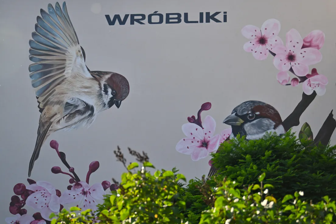 Nowy mural z ptakami przy ul. Kobierzyńskiej