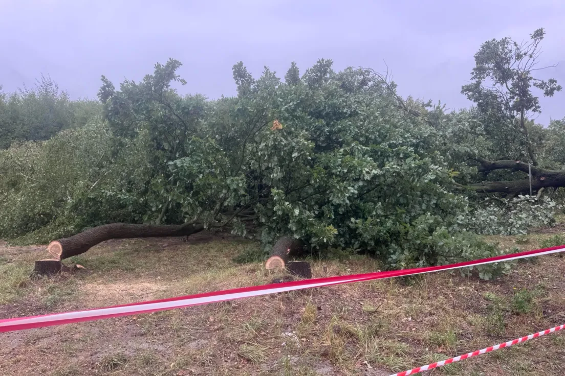 Wycinka drzew przy ul. Glogera