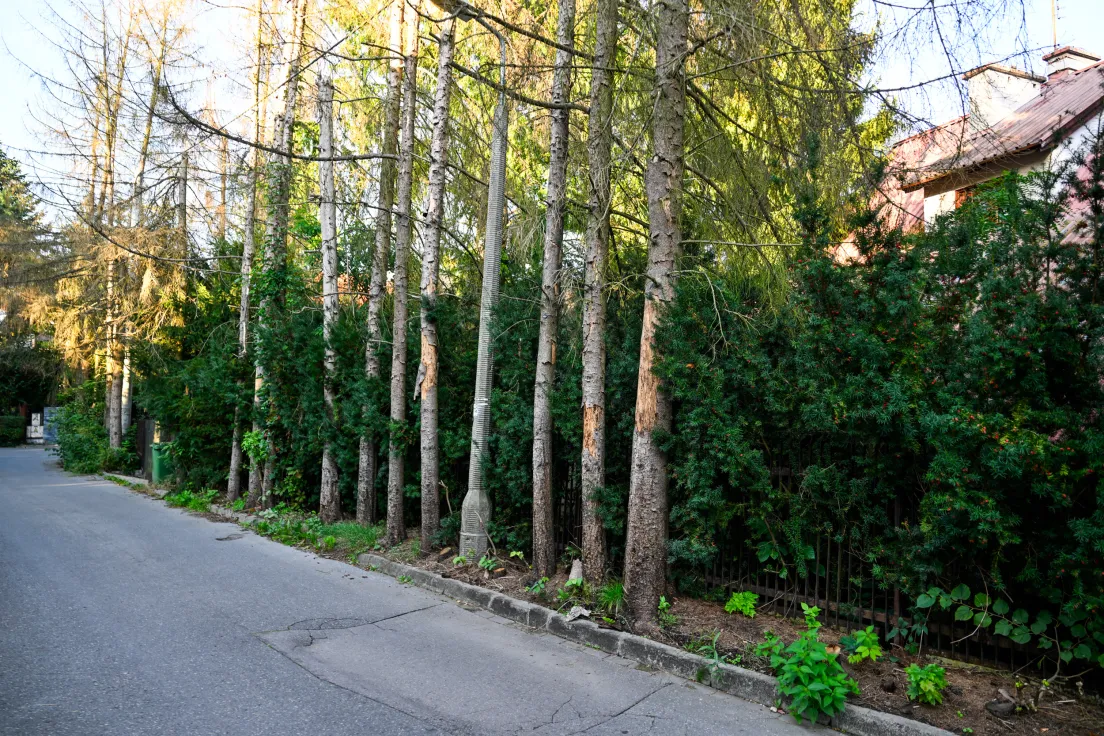 Drzewa przeznaczone pod wycinkę przy ul. Zielnej