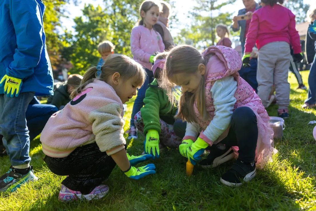 Sadzenie krokusów w Parku św. Kingi