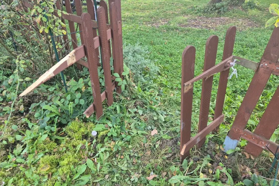 Ogród Społeczny Macierzanki zniszczony przez dziki