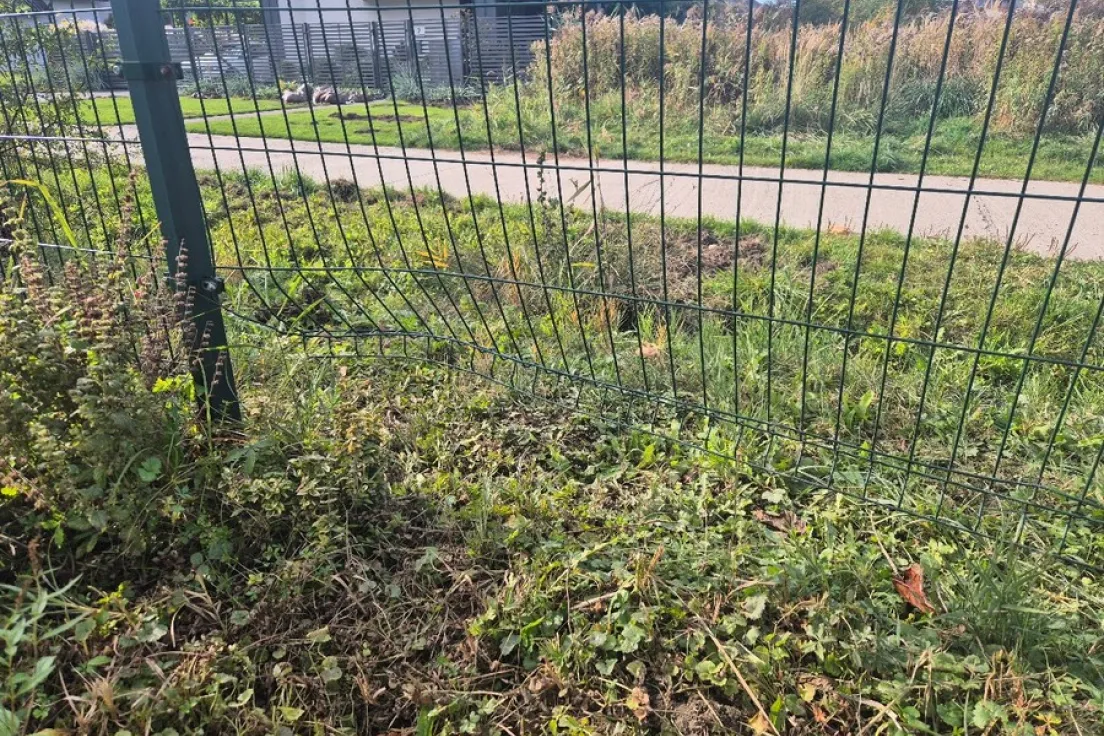 Ogród Społeczny Macierzanki zniszczony przez dziki