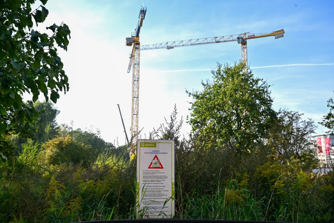 Teren na którym mieszkają bobry, gdzie planowana jest inwestycja