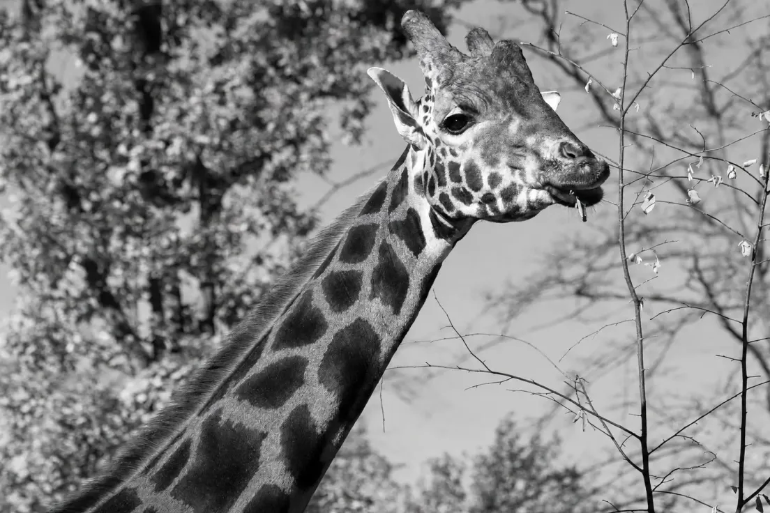 Denar