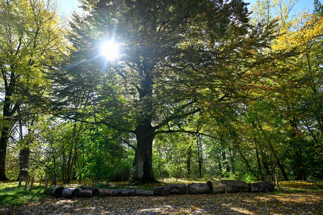 Zabytkowy Park przy Dworze Czeczów